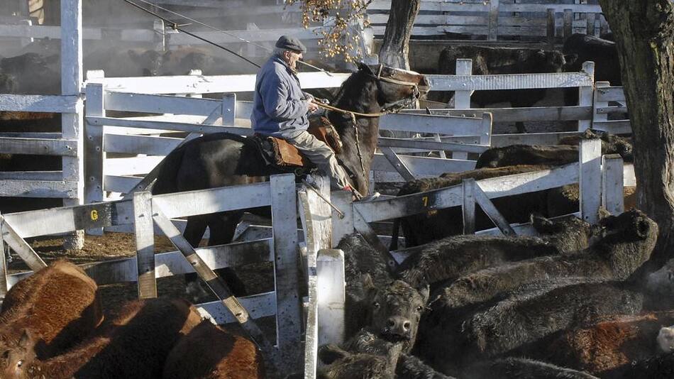 Mercado de Hacienda de Liniers, cabezas de ganado, campo, carne, NA
