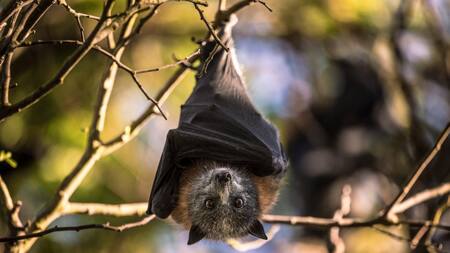 Murciélago