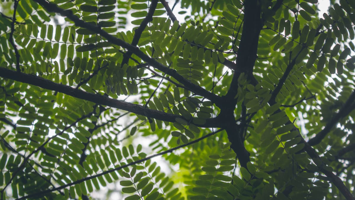 Los árboles tropicales son resistentes a las sequías