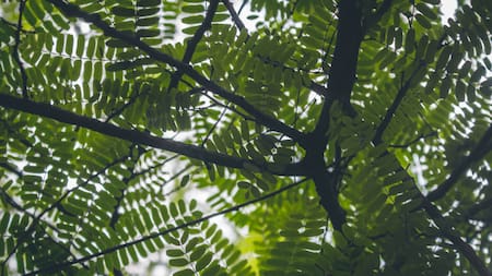 Aumento de sequías: el importante valor los bosques tropicales y la advertencia de la ciencia