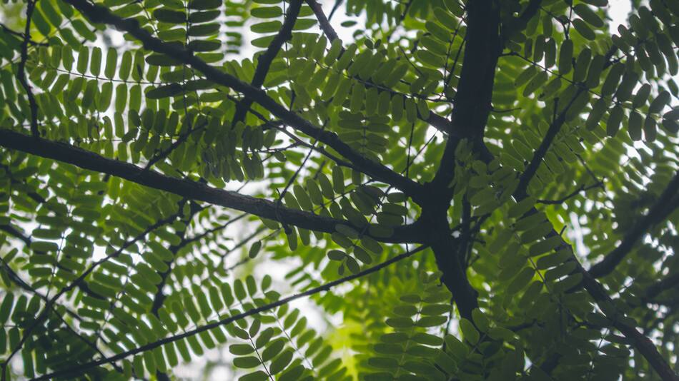 Los árboles tropicales son resistentes a las sequías