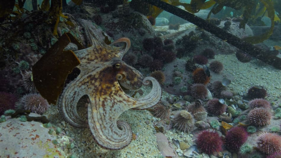 Pulpo. Foto: Unsplash