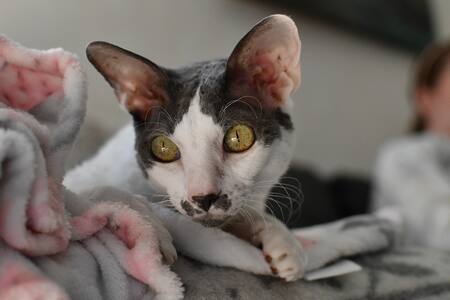 Gato Cornish Rex. Foto: Unsplash.
