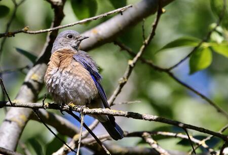 Un pájaro azul occidental posando en la rama de un árbol. Foto EFE.