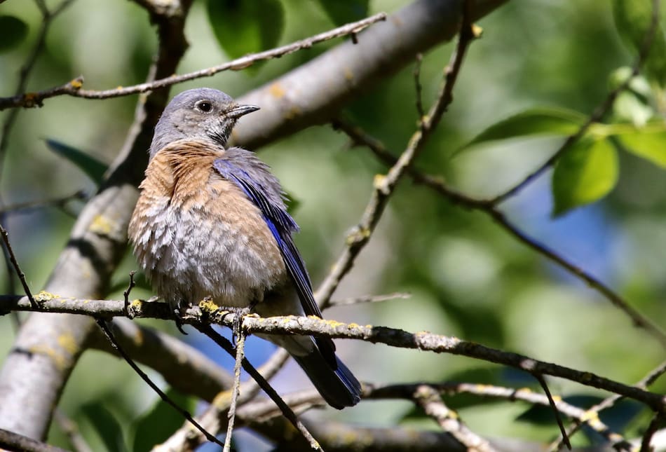 Un pájaro azul occidental posando en la rama de un árbol. Foto EFE.
