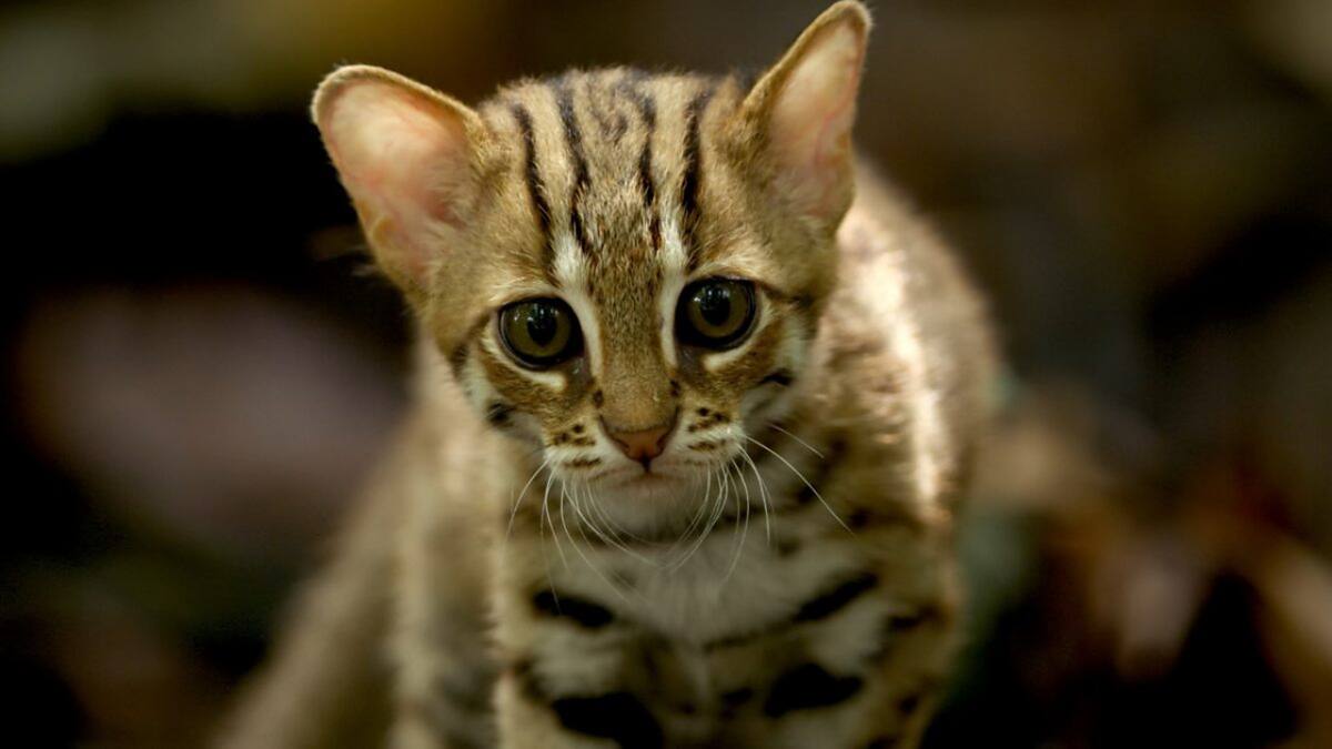 Gato herrumbroso. Foto: X