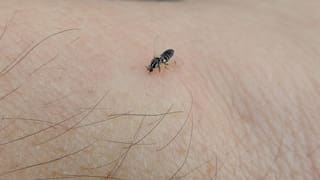 Invasión de barigüí, las mosquitas negras que “muerden”: qué son y cómo erradicarlas del hogar estos insectos que proliferan en verano