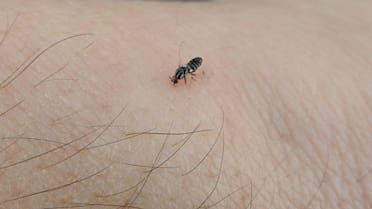 Invasión de barigüí, las mosquitas negras que “muerden”: qué son y cómo erradicarlas del hogar estos insectos que proliferan en verano