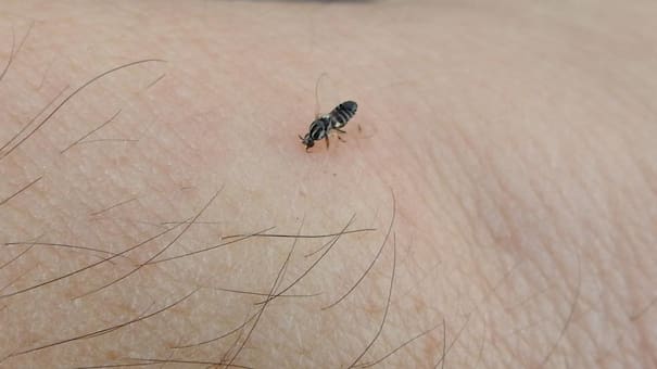 Invasión de barigüí, las mosquitas negras que “muerden”: qué son y cómo erradicarlas del hogar estos insectos que proliferan en verano