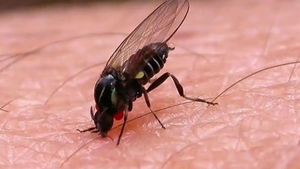 Cómo reconocer la barigüis, la “mosca negra” que muerde y deja picaduras molestas por varios días