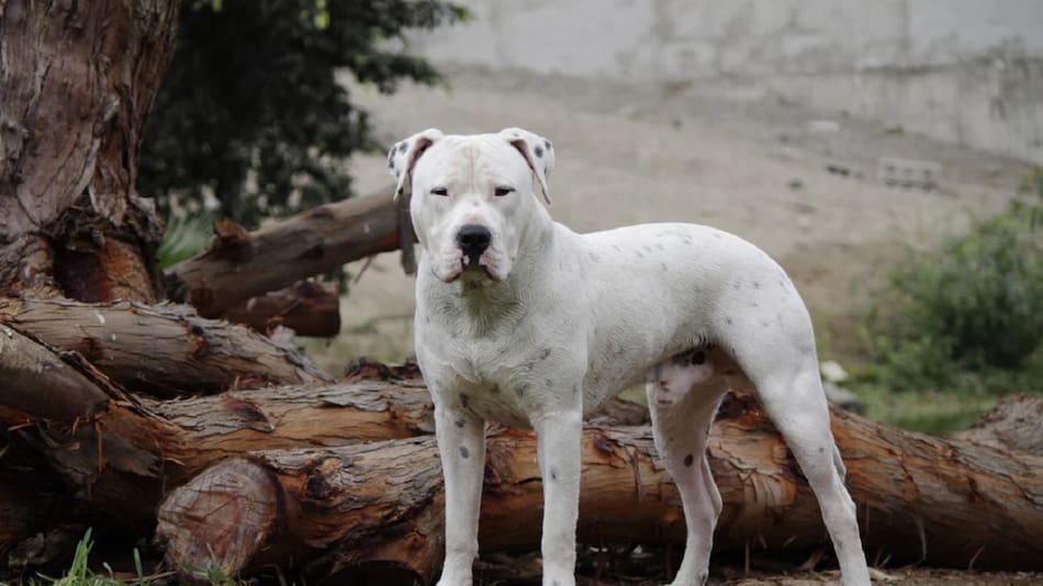 Dogo argentino. Foto: NA.