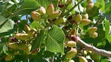 Árbol de pistacho: cómo cultivarlo y cuánto tarda en dar frutos