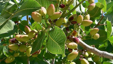 Los cuidados a tener con el árbol de pistacho.