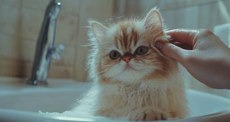 Los gatos le escapan al baño. Foto: Freepik.