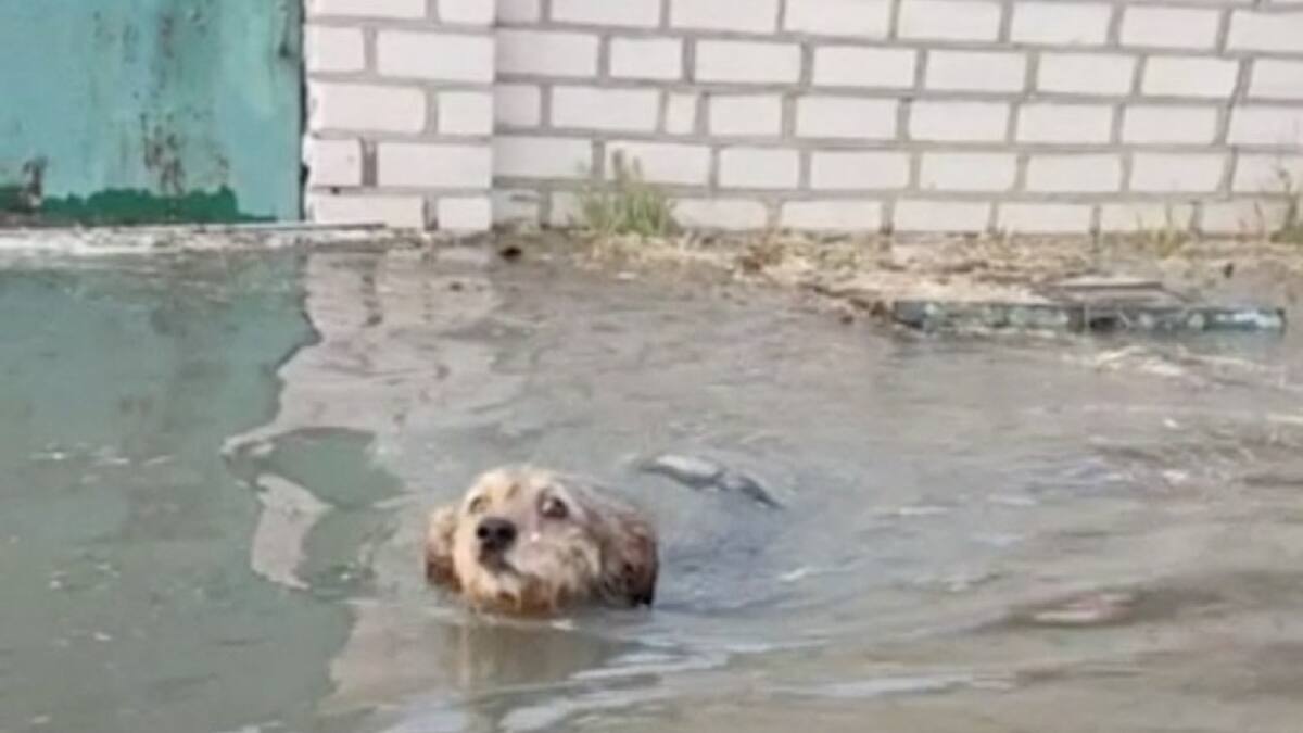 Animales: las otras vidas arrasadas por la destrucción de la represa en Kavojka. Foto: Reuters.