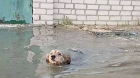Animales: las otras vidas arrasadas por la destrucción de la represa en Kavojka. Foto: Reuters.