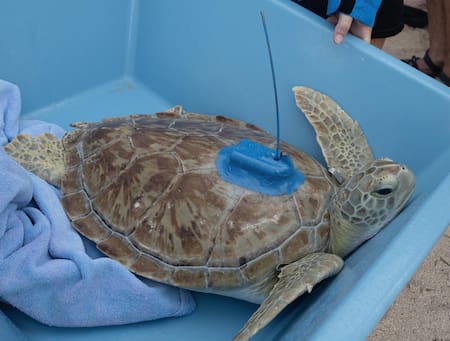 Liberan en los Cayos de Florida a una rehabilitada tortuga marina. Foto: EFE.
