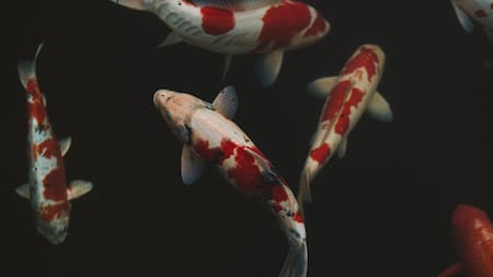 Peces. Foto: Unsplash
