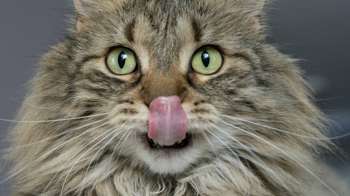 Por qué los gatos aman las aceitunas. Foto Unsplash.