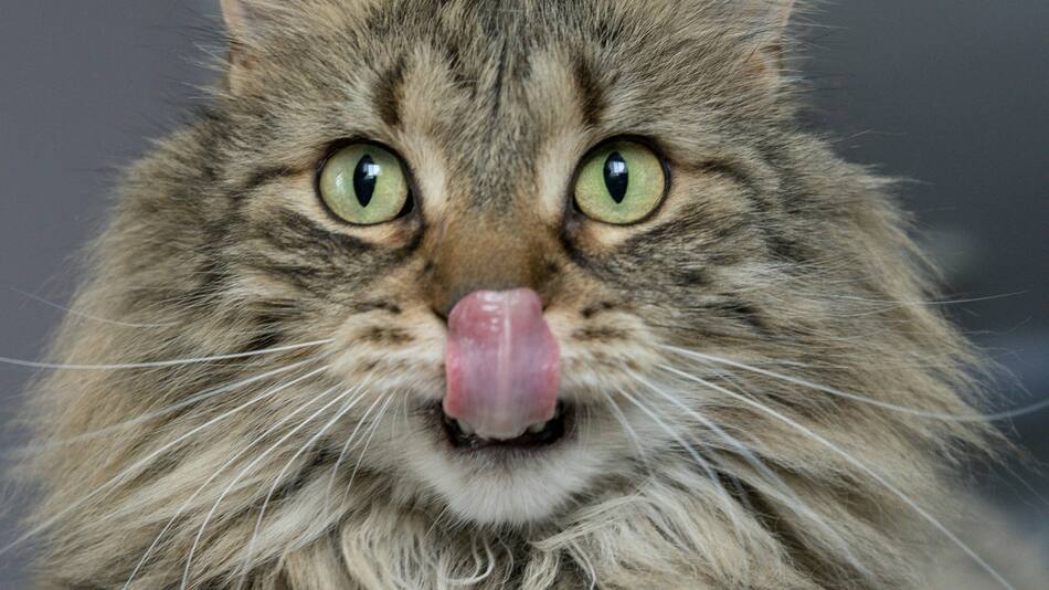Por qué los gatos aman las aceitunas. Foto Unsplash.