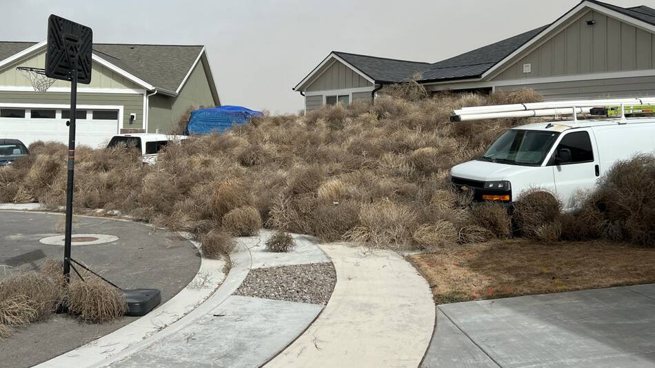 Invasión de plantas rodadoras en Utah, Estados Unidos. Foto: Reuters.