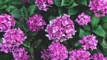 Una de las plantas más hermosas carga con una leyenda negativa: por qué se la conoce como “la flor de la soltería”