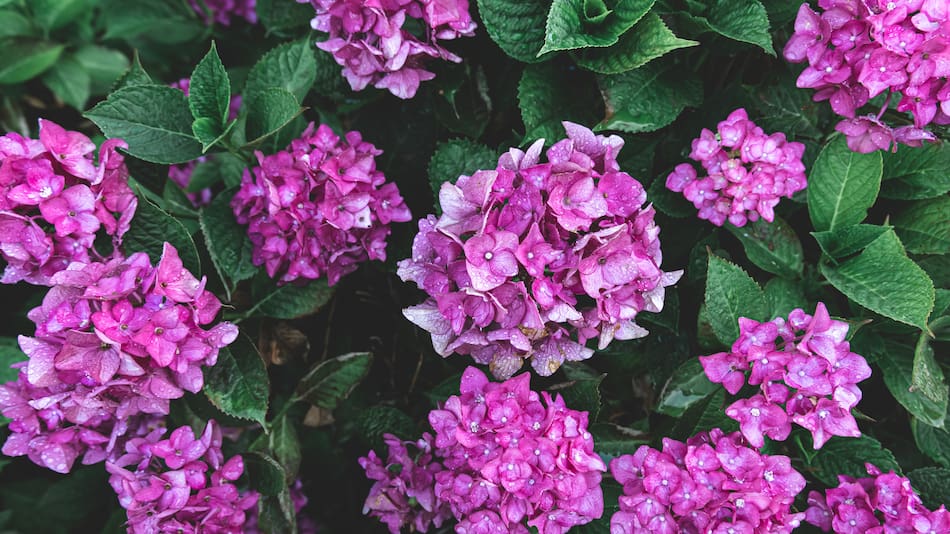 Hortensias, planta.