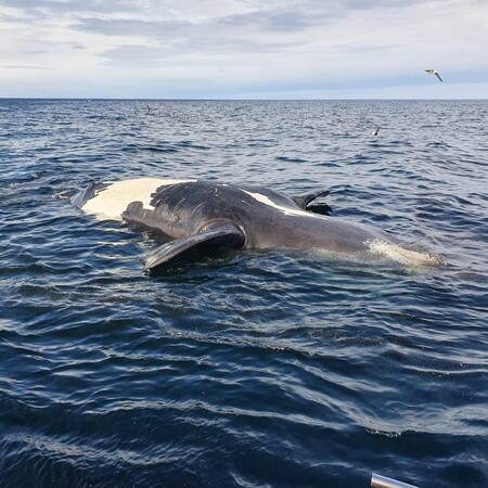 Ballenas muertas en Península Valdés. Foto: Télam