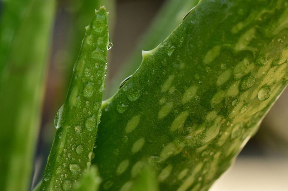Aloe vera. Foto: Unsplash