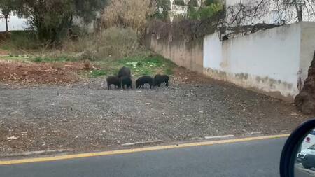 Jabalíes. Foto: EFE.