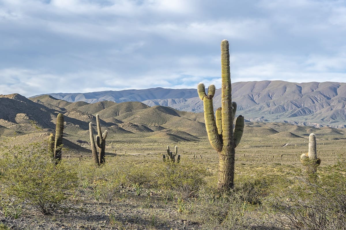 Ubicado en pleno corazón de los Valles Calchaquíes, este parque nacional sorprende con paisajes áridos, antiguos senderos prehispánicos y vistas panorámicas.