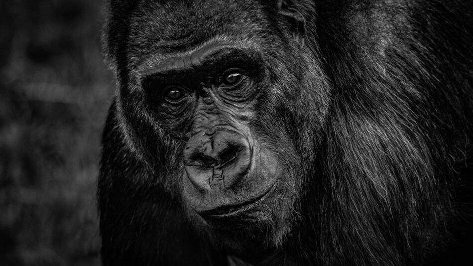 Simios, monos. Foto Unsplash.