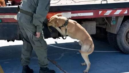 Un perro detectó en Orán, Salta, más de media tonelada de cocaína camuflada en un camión grúa