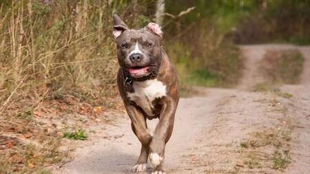 Perro pitbull, animal. Foto: Reuters