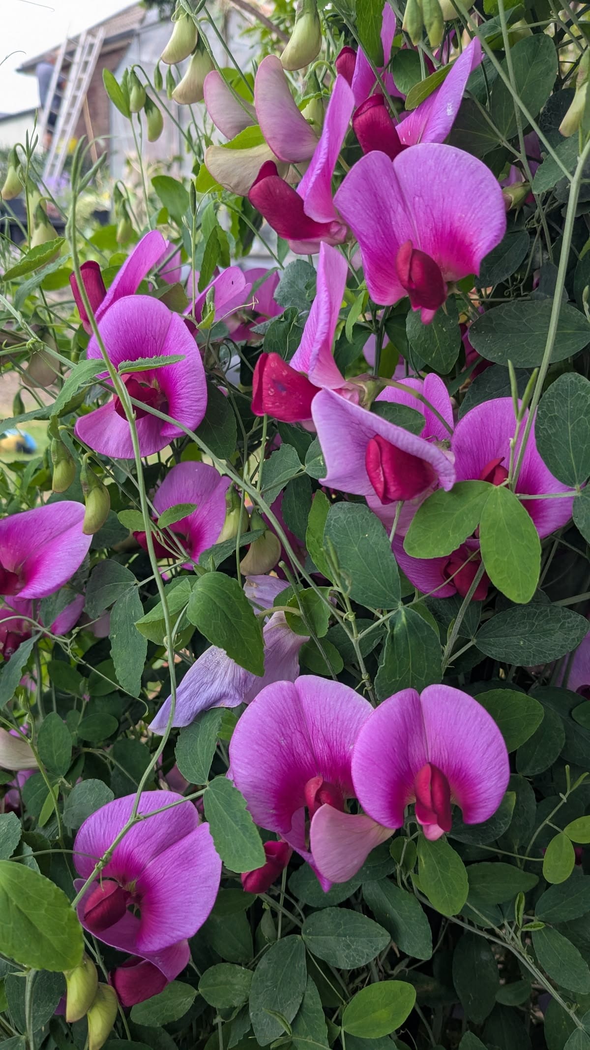 Arvejilla, la planta trepadora de flores violetas que resiste las heladas y se puede cultivar en macetas