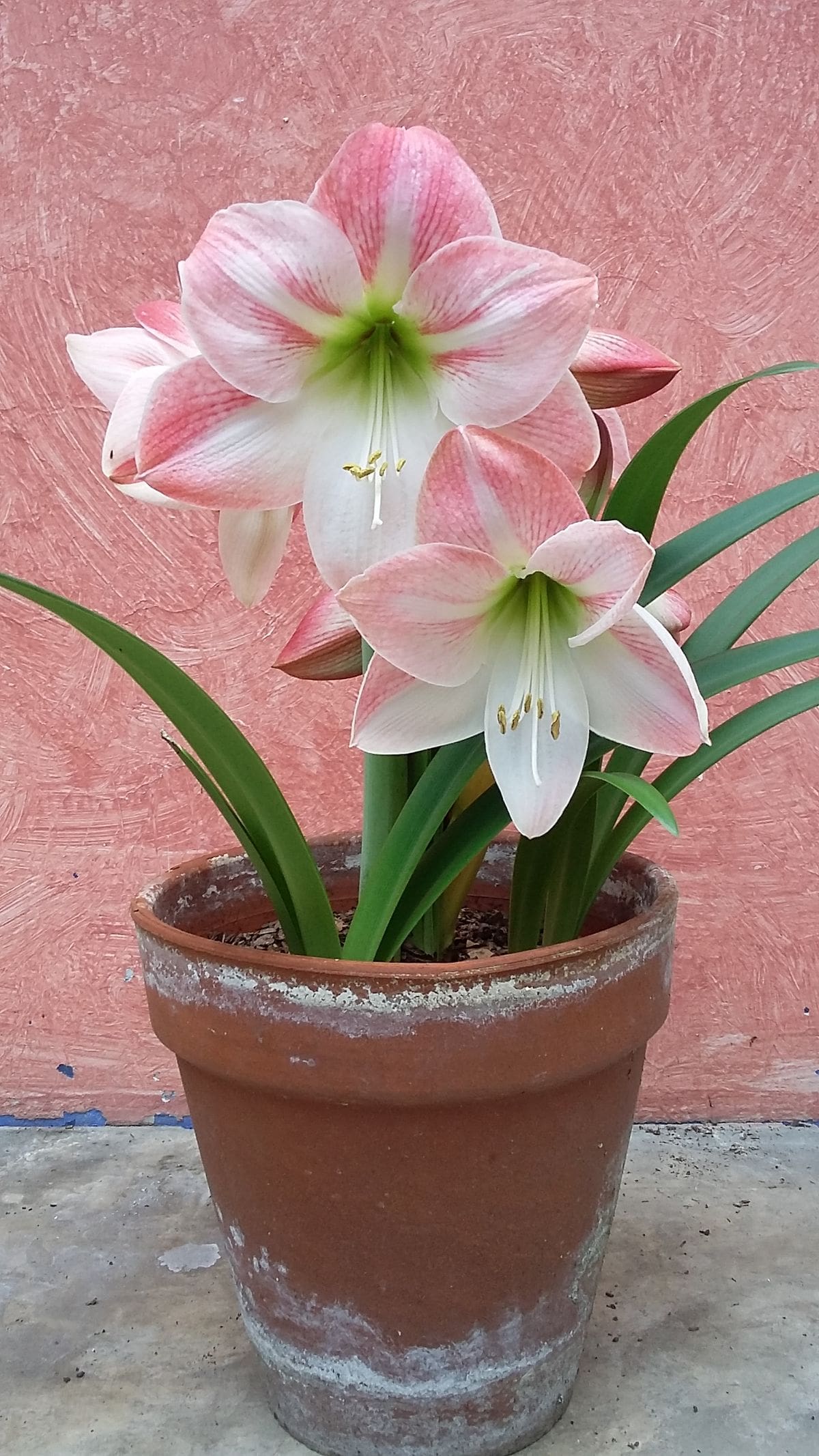 Amarilis: la planta de flores grandes y coloridas que puede cultivarse en macetas y decorar los interiores.