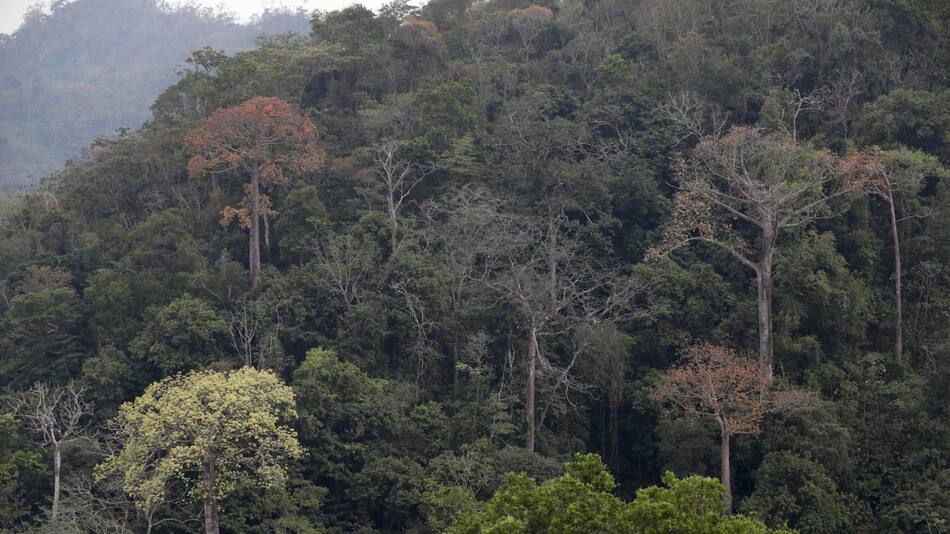 Bosques. Foto: EFE.