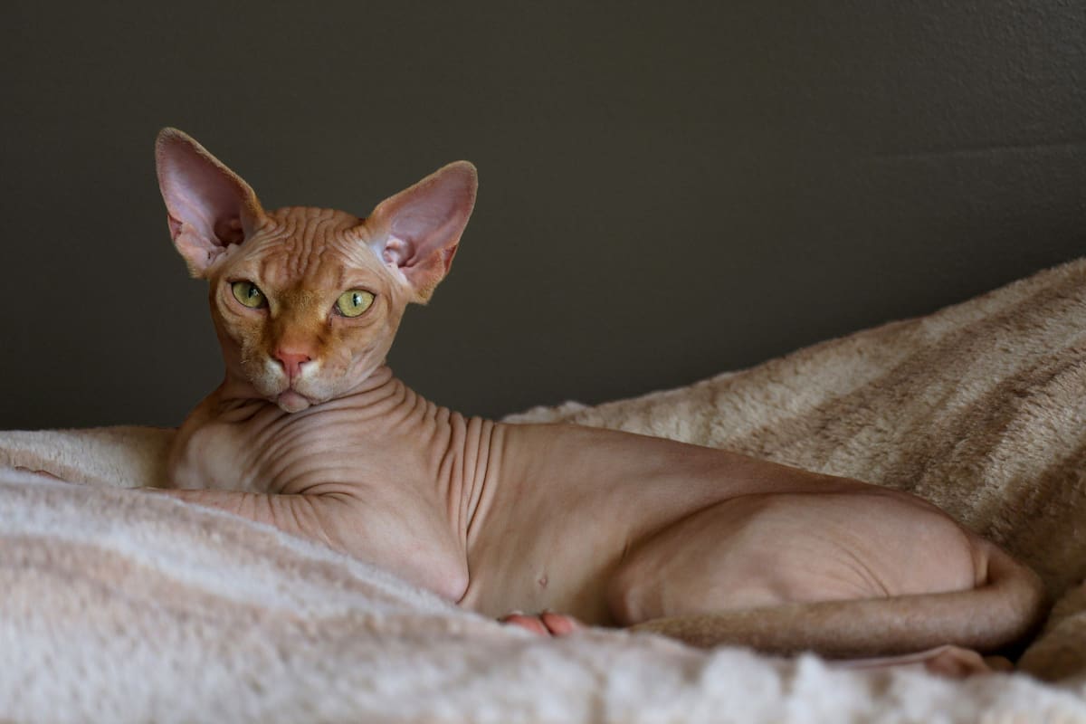 Gato Esfinge. Foto: Unsplash