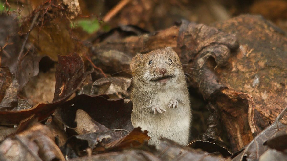 Ratón; ratones. Foto: Unsplash.