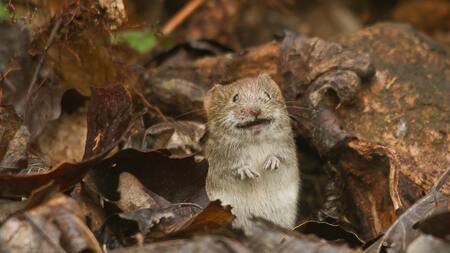 Ratón; ratones. Foto: Unsplash.