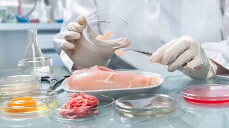 Carne de pollo cultivada en laboratorio. Foto: EFE