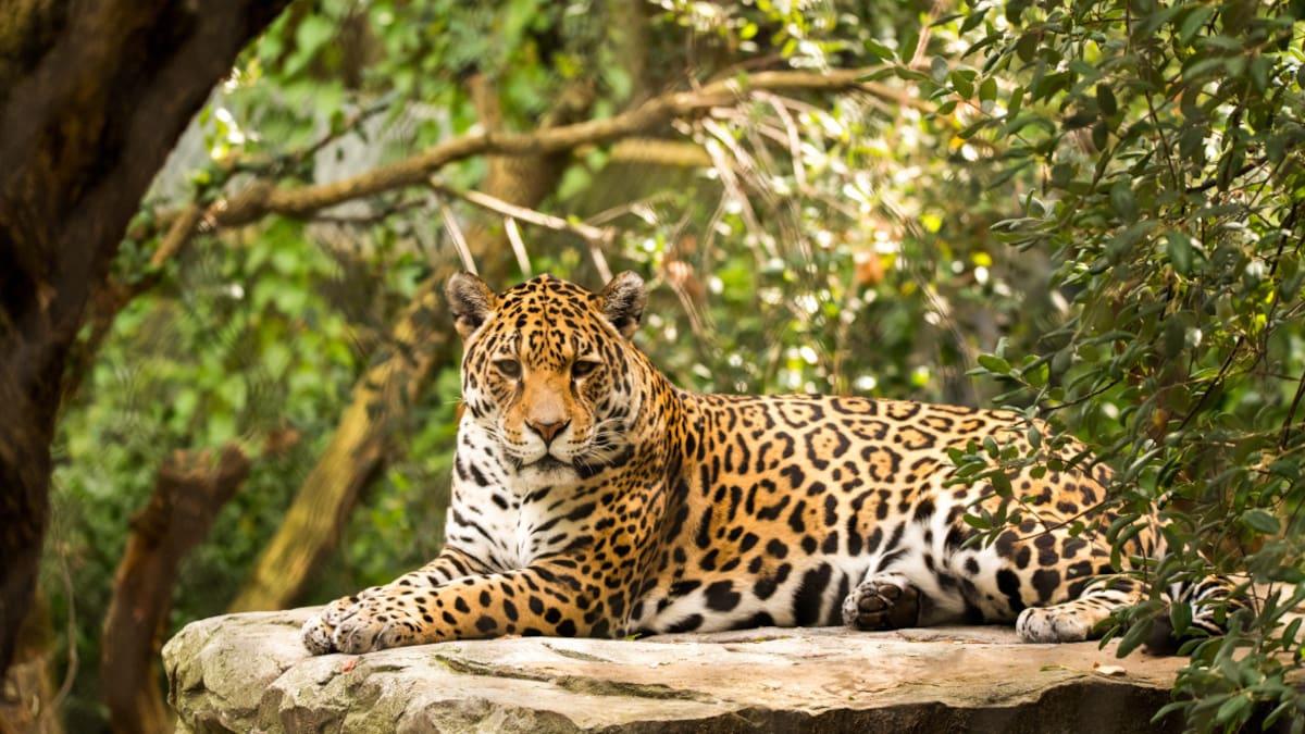 El yaguareté está declarado en Peligro Crítico de Extinción . Foto: Unsplash.