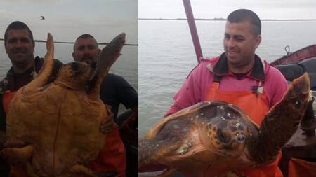 Tortuga Cabezona en Bahía Blanca