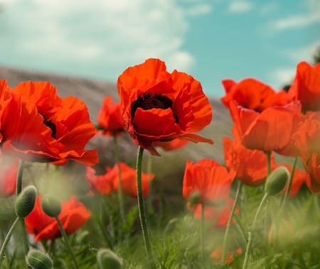 Amapola, flor. Foto: Unsplash