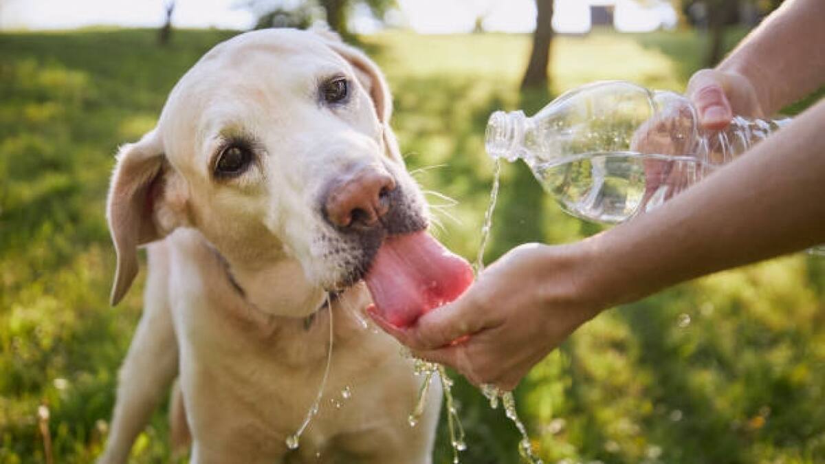 Mantener a los perros hidratados es importante para su salud. Fuente: Pexels