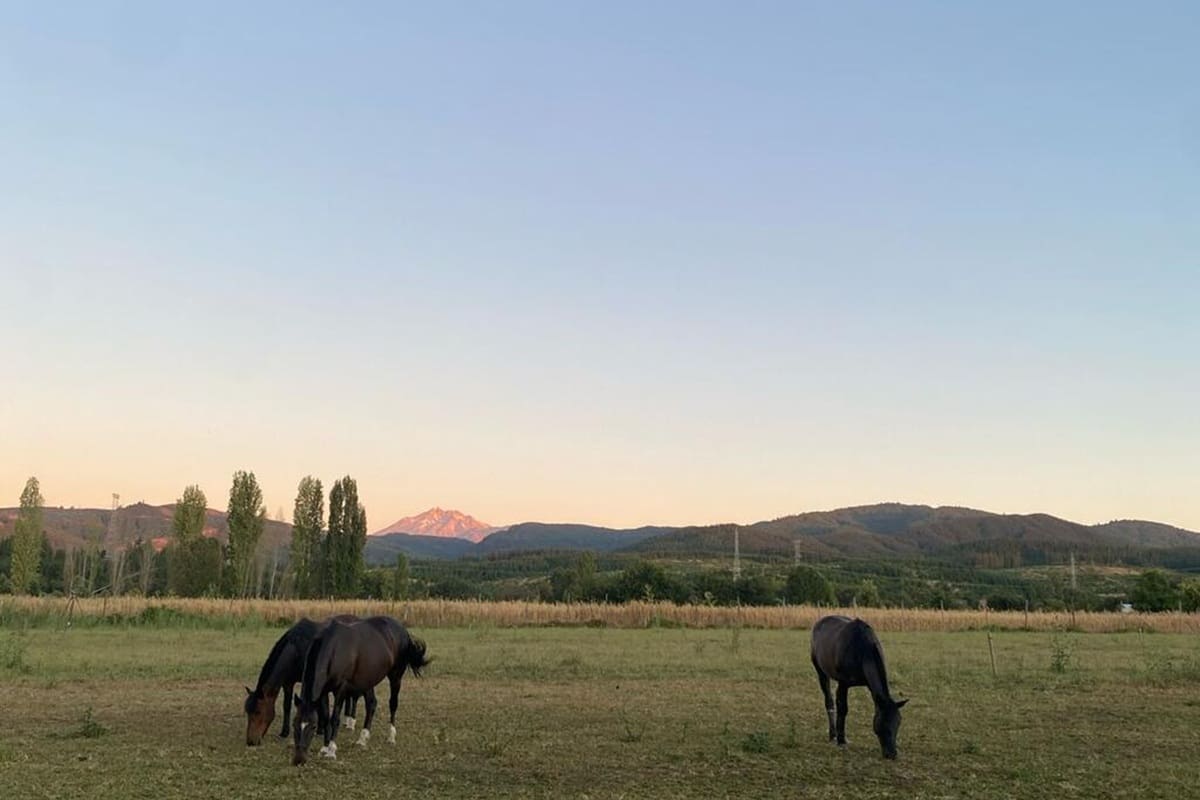 Los anfitriones buscan personas que disfruten del contacto con la naturaleza y tengan afinidad con los animales. La iniciativa combina bienestar animal y desarrollo rural.