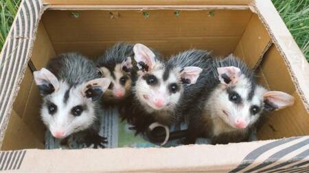 Sia (la más pequeña) fue liberada junto a otras tres zarigüeyas. Foto: NA.