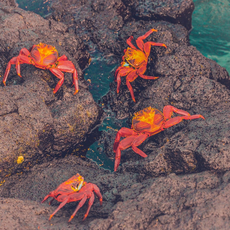Cangrejo. Foto: Unsplash.