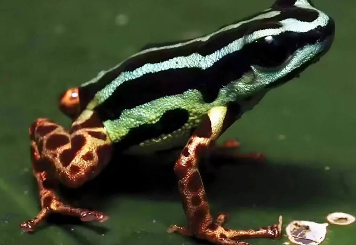 Ranitomeya aquamarina, sapo de la Amazonia. Foto: meteored / Alexander Tamanini Mônico