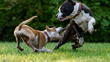 Pelea de perros.